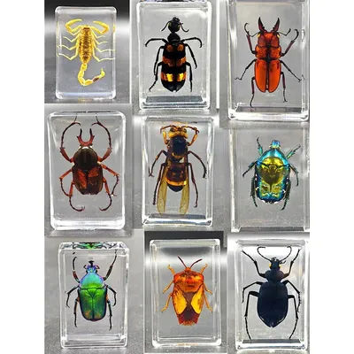 29 Children's real insect specimens resin amber cicada cicada centipede black scorpion spade beetle spider carapace crab turtle