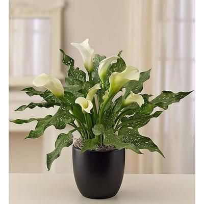 1-800-Flowers Plant Delivery Sophisticated White Calla Lily Small | Happiness Delivered To Their Door