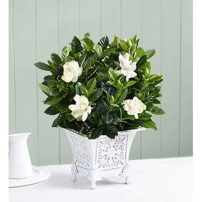 1-800-Flowers Plant Delivery Grand Gardenia Small Plant | Happiness Delivered To Their Door