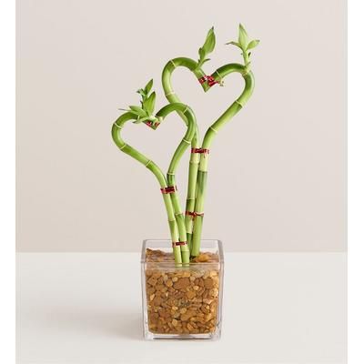 1-800-Flowers Plant Delivery Sweet Heart Bamboo Double | 100% Satisfaction Guaranteed | Happiness Delivered To Their Door