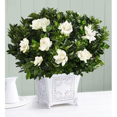 1-800-Flowers Everyday Gift Delivery Grand Gardenia Large | Happiness Delivered To Their Door