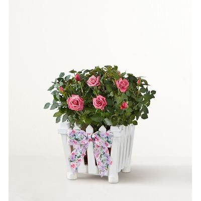 1-800-Flowers Flower Delivery Charming Rose Garden Small | 100% Smiles Guarantee | Happiness Delivered To Their Door