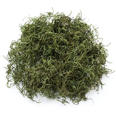 Mousse d´Espagne, vert, 50 g