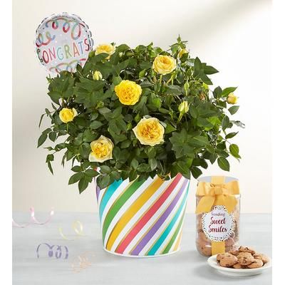 1-800-Flowers Flower Delivery Congratulations Rose Plant Large W/ Cookies | Happiness Delivered To Their Door