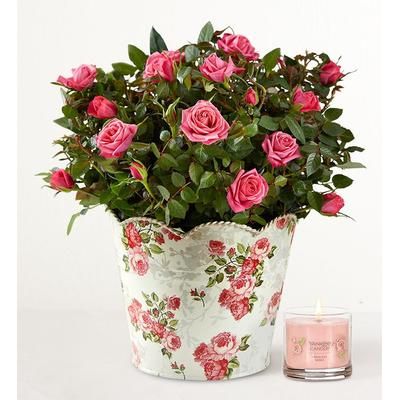 1-800-Flowers Flower Delivery Classic Budding Rose Large W/ Candle