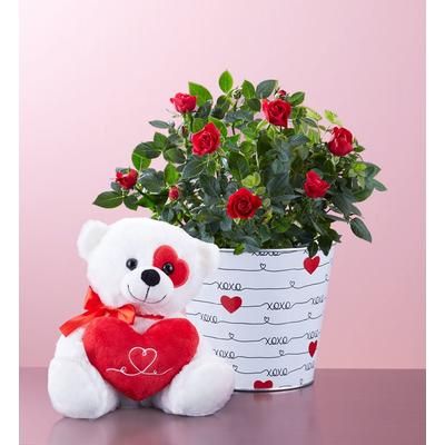 1-800-Flowers Flower Delivery Love Rose Plant Large W/ Plush | Happiness Delivered To Their Door