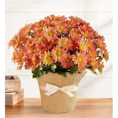 1-800-Flowers Seasonal Gift Delivery Pumpkin Patch Mum Large In Wrap