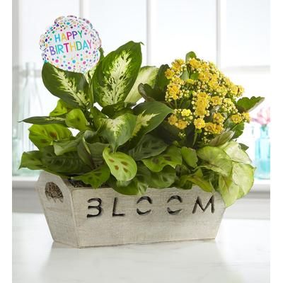 1-800-Flowers Seasonal Gift Delivery Bloom Dish Garden Bloom W/ Happy Birthday Balloon | Happiness Delivered To Their Door