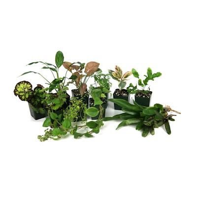 Live Tropical Plant Kit 18"x18"x24", 29 Gallon, 14 Plants, 18 IN