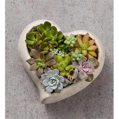 1-800-Flowers Plant Delivery Loving Memory Succulent Garden Large Plant