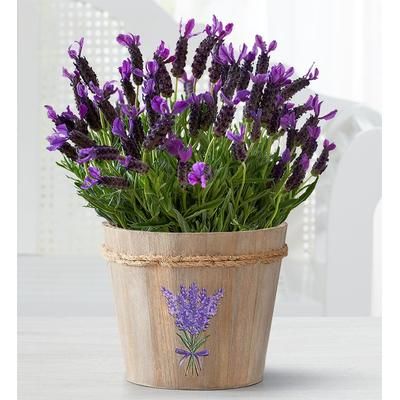 1-800-Flowers Plant Delivery Lovely Lavender Plant Large | Happiness Delivered To Their Door