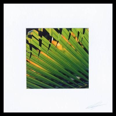 'Sunset Palms' Color Photograph