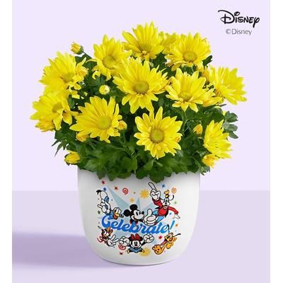 1-800-Flowers Plant Delivery Disney Celebration Mum Plant