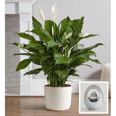 1-800-Flowers Plant Delivery Remembrance Peace Lily Floor Plant W/ Keepsake