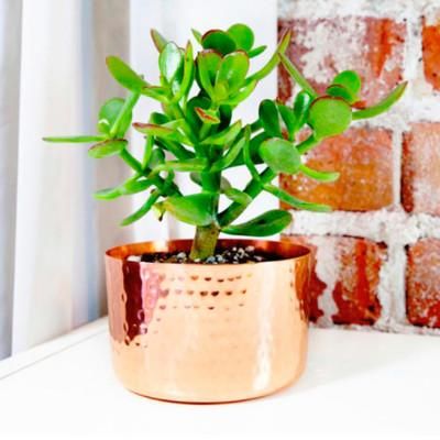 Vintage Nature,'Handcrafted Copper Flower Pot with Hammered Finish'