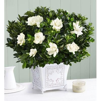 1-800-Flowers Plant Delivery Grand Gardenia Large Plant W/ Candle
