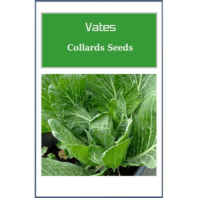 Vates Collards Seeds, Heirloom Non GMO Fresh Garden Seeds For Organic Growth 1000 Seeds