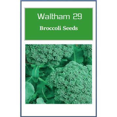 Waltham 29 Broccoli Seeds, Non GMO Heirloom Garden Seeds For Fresh Harvest In Full Sun 1000 Seeds
