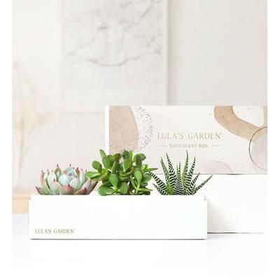 1-800-Flowers Plant Delivery Succulents By Lula's Garden Medium Plant | Same Day Delivery Available | Happiness Delivered To Their Door