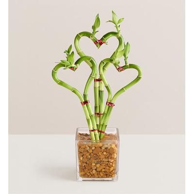 1-800-Flowers Plant Delivery Sweet Heart Bamboo Triple | Same Day Delivery Available | Happiness Delivered To Their Door