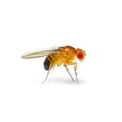 Flightless Fruit Flies- D. hydei, Pack of 4