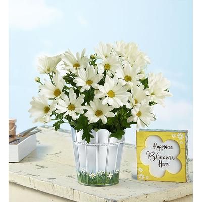 1-800-Flowers Plant Delivery Happy Daisy Plant Small W/ Plaque | Happiness Delivered To Their Door