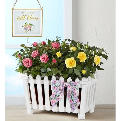 1-800-Flowers Flower Delivery Charming Rose Garden Large W/ Suncatcher | 100% Satisfaction Guaranteed | Happiness Delivered To Their Door