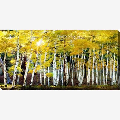 Sun on Aspens Wall Art by West Of The Wind in Multi