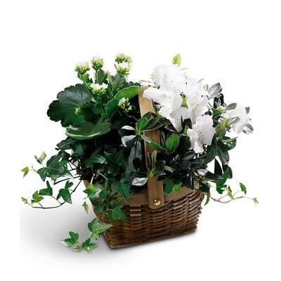 Send Flowers - Sweet Serenity Plants Basket