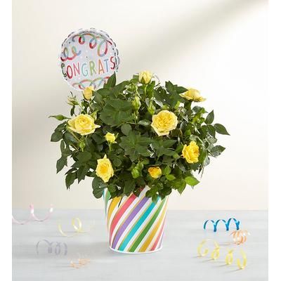 1-800-Flowers Flower Delivery Congratulations Rose Plant Small | Happiness Delivered To Their Door