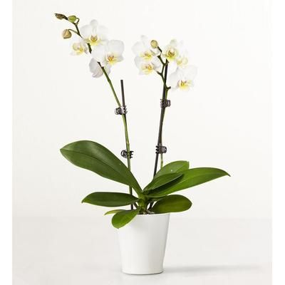 1-800-Flowers Flower Delivery Double White Orchid Plant For Sympathy