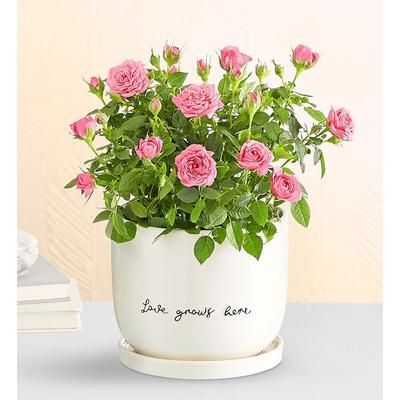 1-800-Flowers Flower Delivery Love Grows Here Pink Rose Plant