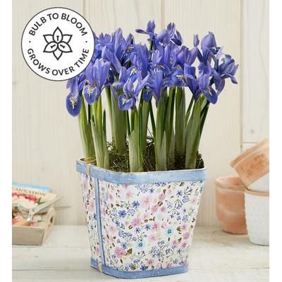 1-800-Flowers Plant Delivery Plant Continuity March - Iris Meadow Bulb Garden