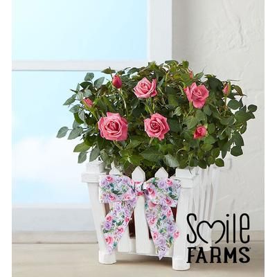 1-800-Flowers Flower Delivery Charming Rose Garden Small