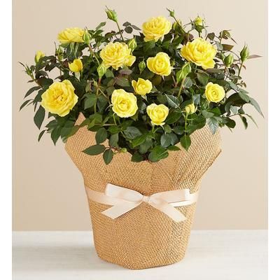 1-800-Flowers Flower Delivery Yellow Rose In Natural Wrap Large Yellow Rose In Wrap