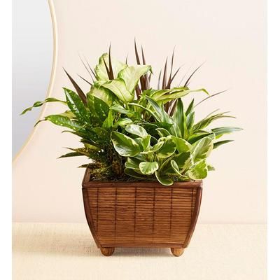 1-800-Flowers Plant Delivery Sympathy Zen Dish Garden Large Plant