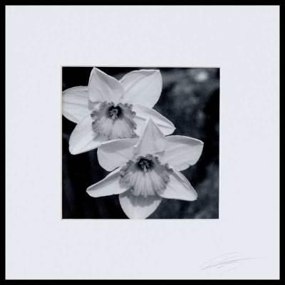 'Partners' Black and White Photograph