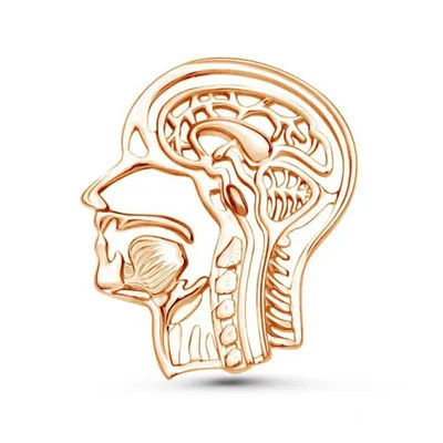 Harong smalto testa umana anatomia spille colore oro medicina spilla anatomica distintivo in metallo
