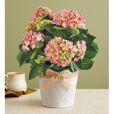 1-800-Flowers Seasonal Gift Delivery Elegant Spring Hydrangea Large