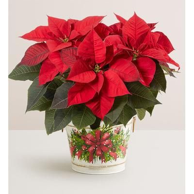 1-800-Flowers Plant Delivery Holiday Traditions Poinsettia Large Plant