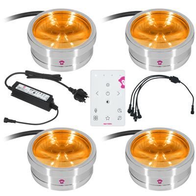 Ape Labs ApeCoin V2 IP Set of 4