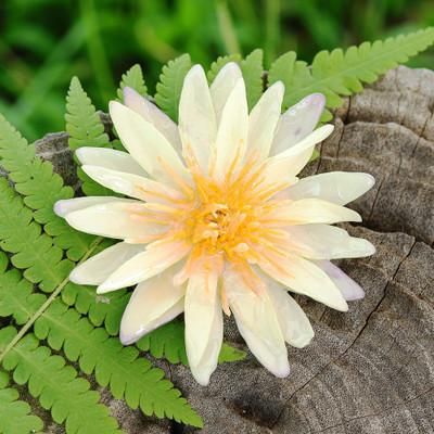 'Resin-Coated Ivory Waterlily Bloom Brooch Pin from Thailand'