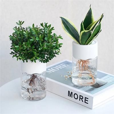 Transparent Hydroponic Flower Pot Stylish Soilless Planter For Home Decoration Transparent Hydroponic Flower Pot Stylish Soilless Planter For Home Decoration
