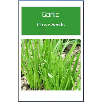 Non GMO Garlic Chives Seeds, Heirloom Fresh Culinary Herb For Your Garden 250 Seeds