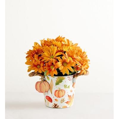 1-800-Flowers Plant Delivery Pumpkin Patch Mum Small Plant