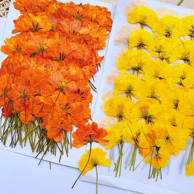 250pcs Pressed Dried Flower Side Cosmos Sulphureus Plants Herbarium For Makeup Jewelry Postcard Invitation Card Phone Case DIY