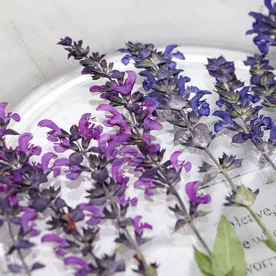 120pcs Pressed Dried Purple Lavender Leaf Flower Herbarium For Resin Epoxy Jewelry Card Bookmark Frame Phone Case Makeup Lamp