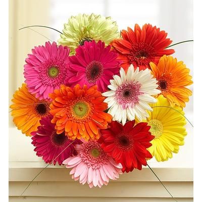 1-800-Flowers Flower Delivery Happy Gerbera Daisies 12 Stems Bouquet Only | Happiness Delivered To Their Door