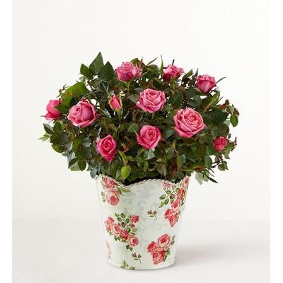 1-800-Flowers Flower Delivery Classic Budding Rose Small | Same Day Delivery Available | Happiness Delivered To Their Door