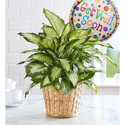 1-800-Flowers Plant Delivery Get Well Green Plant W/ Balloon